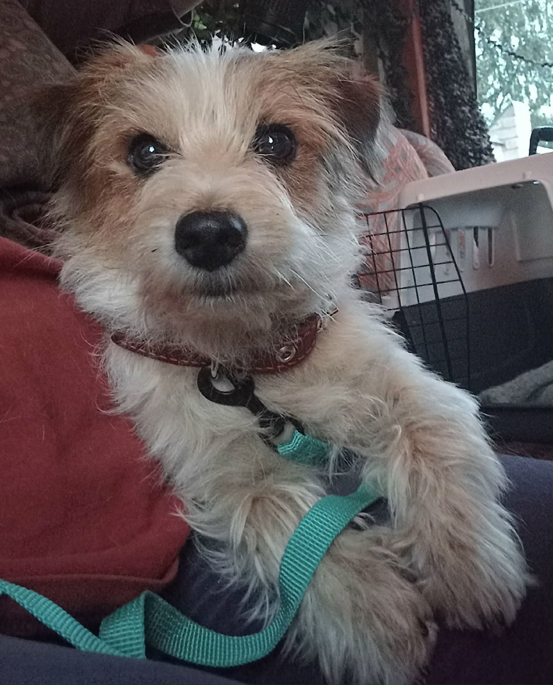 Найдена собака в Смоленске — фото объявления