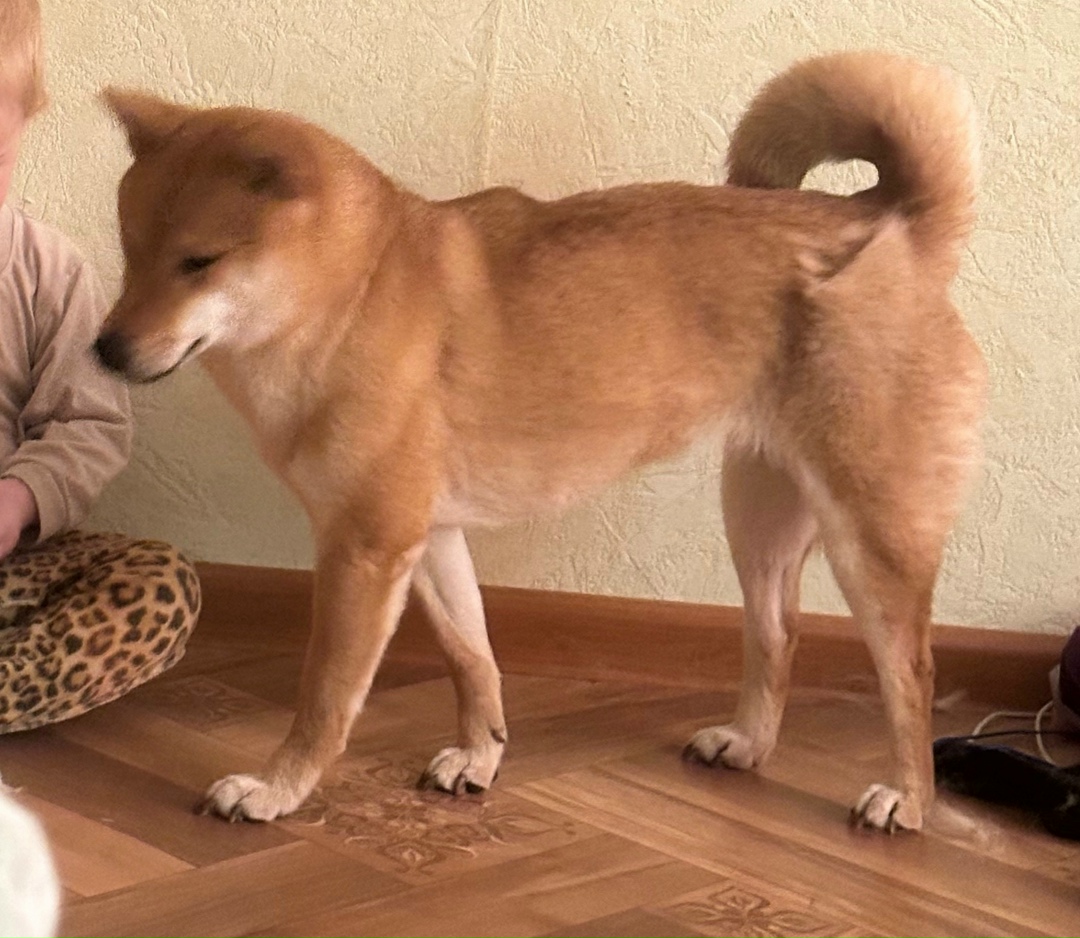 Найдена собака в Смоленске — фото объявления