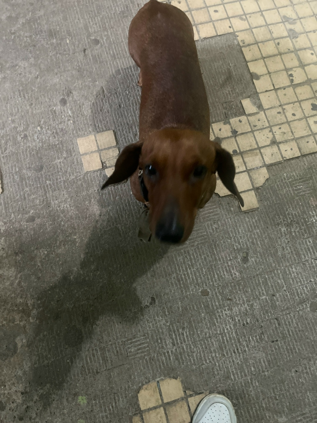 Найдена собака в Смоленске — фото объявления