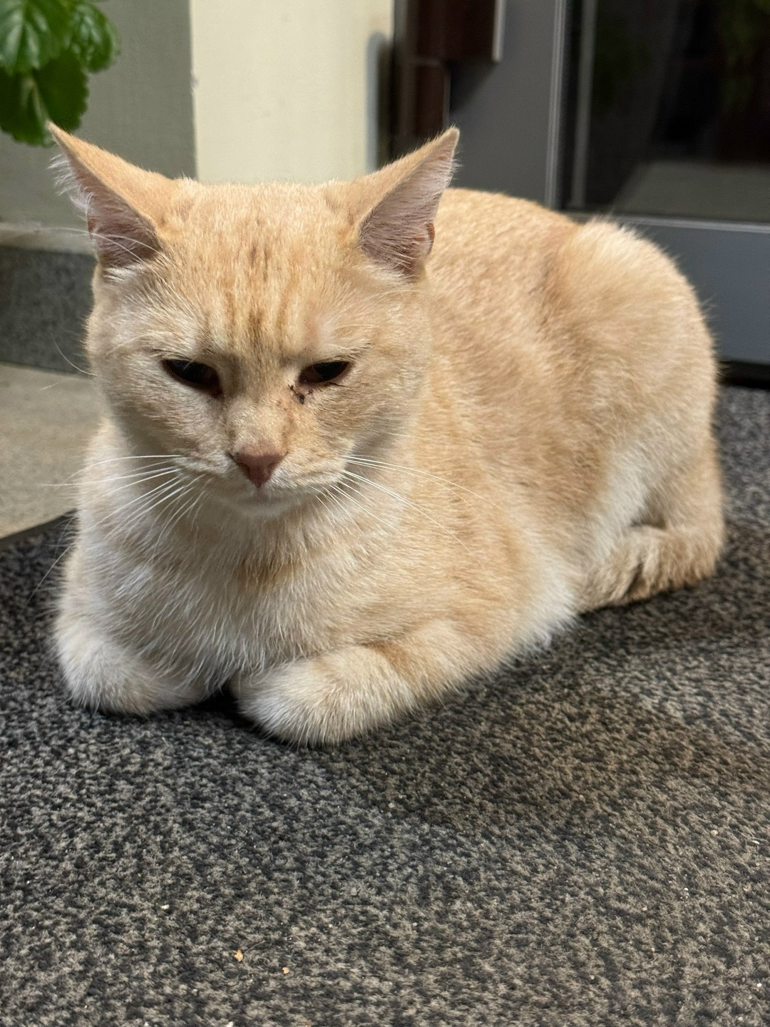 Найдена собака в Смоленске — фото объявления