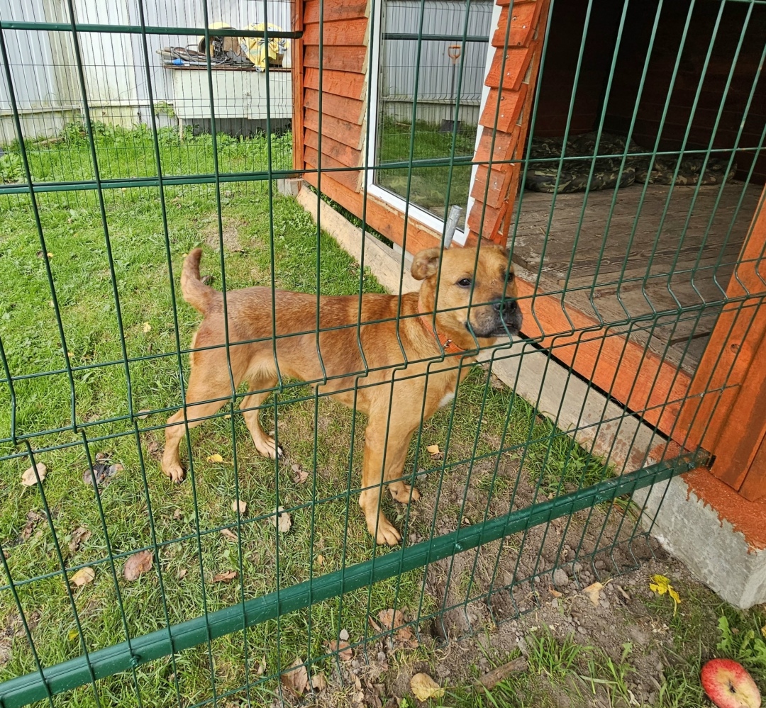 Найдена собака в Смоленске — фото объявления