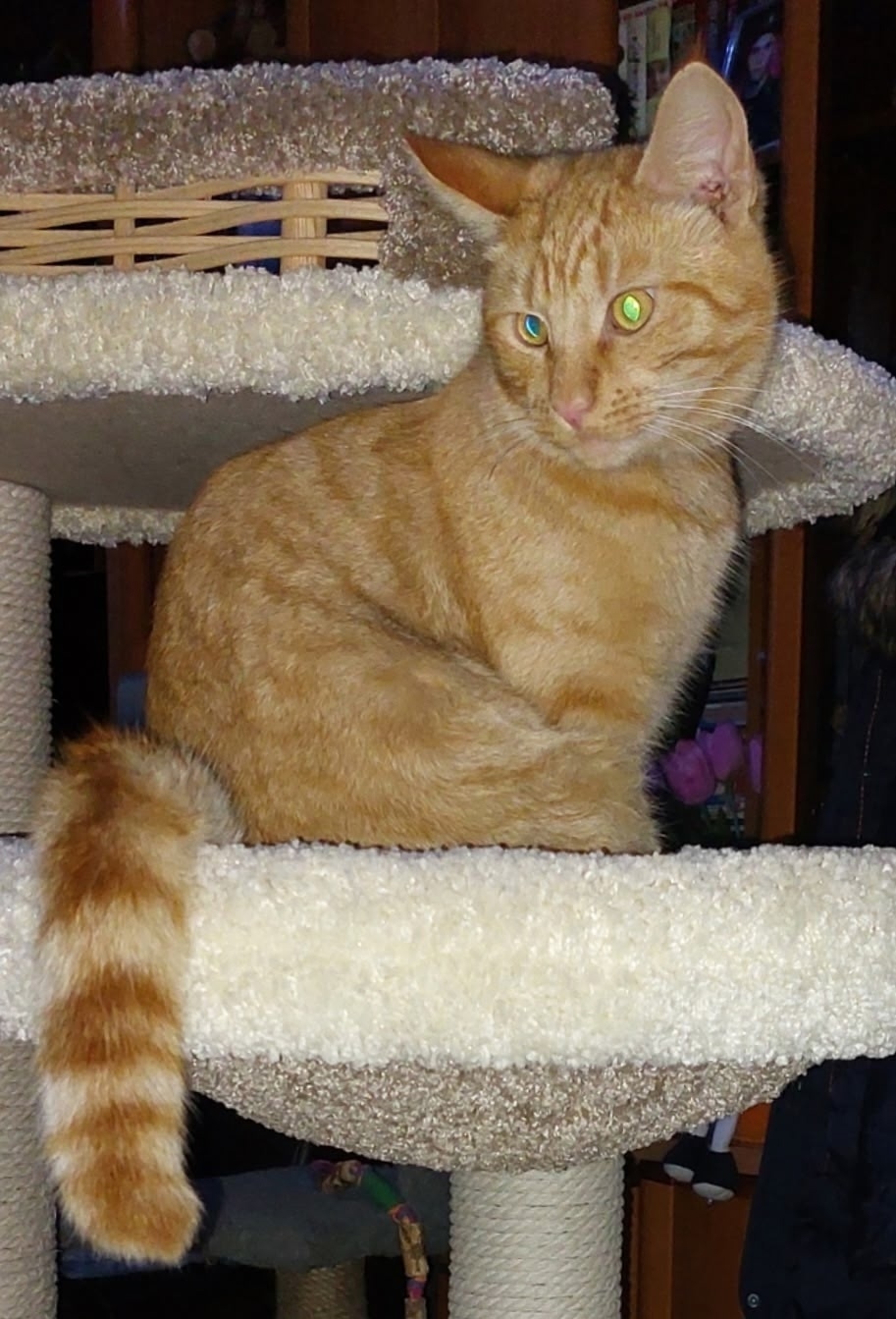 Найдена собака в Смоленске — фото объявления