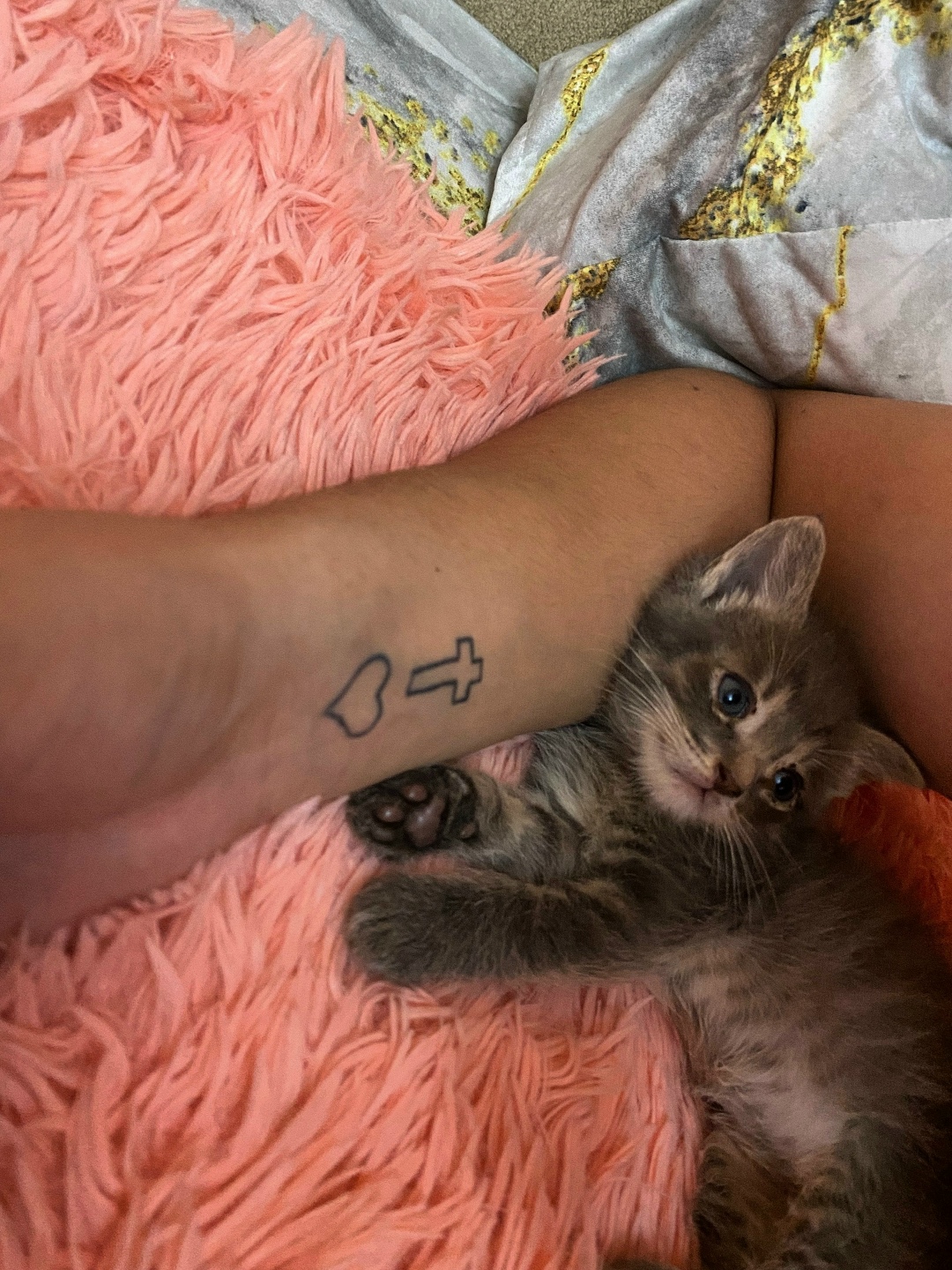 Найдена собака в Смоленске — фото объявления