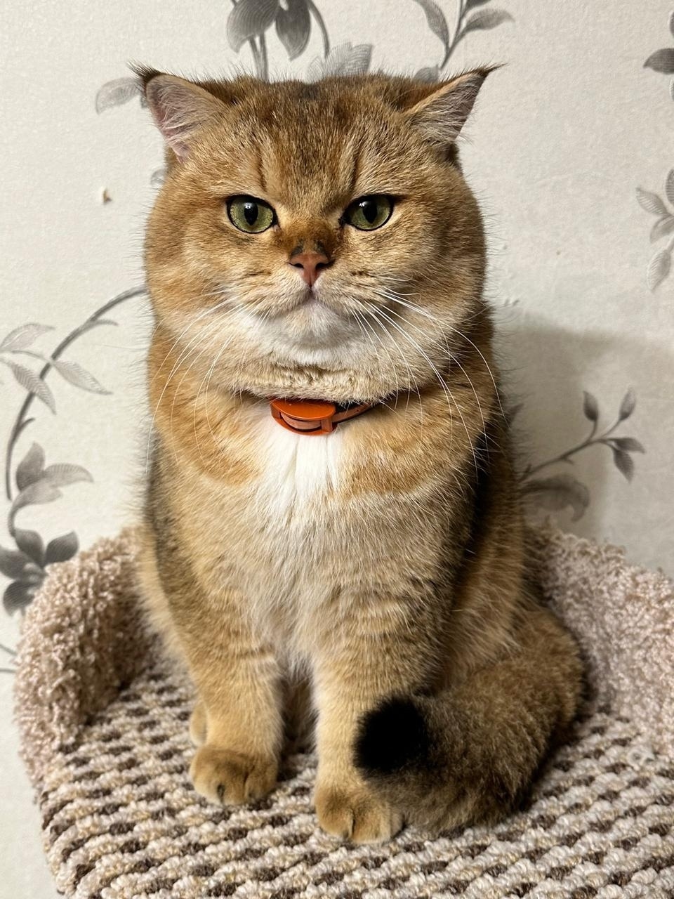 Найдена собака в Смоленске — фото объявления