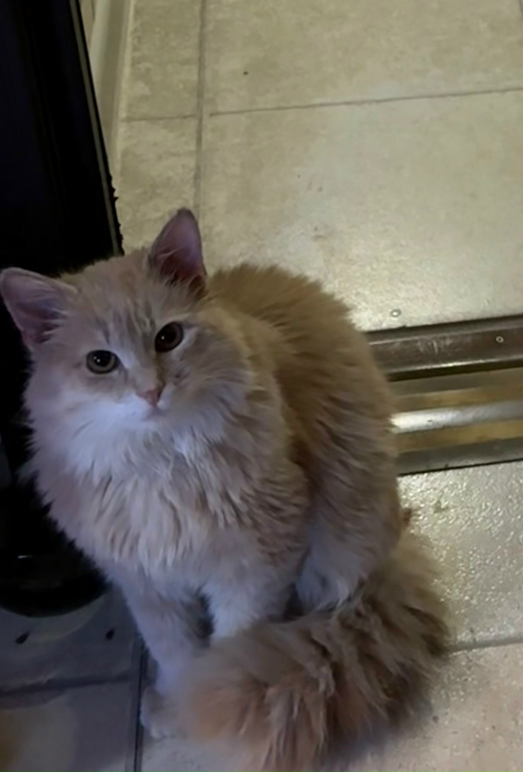 Найдена собака в Смоленске — фото объявления