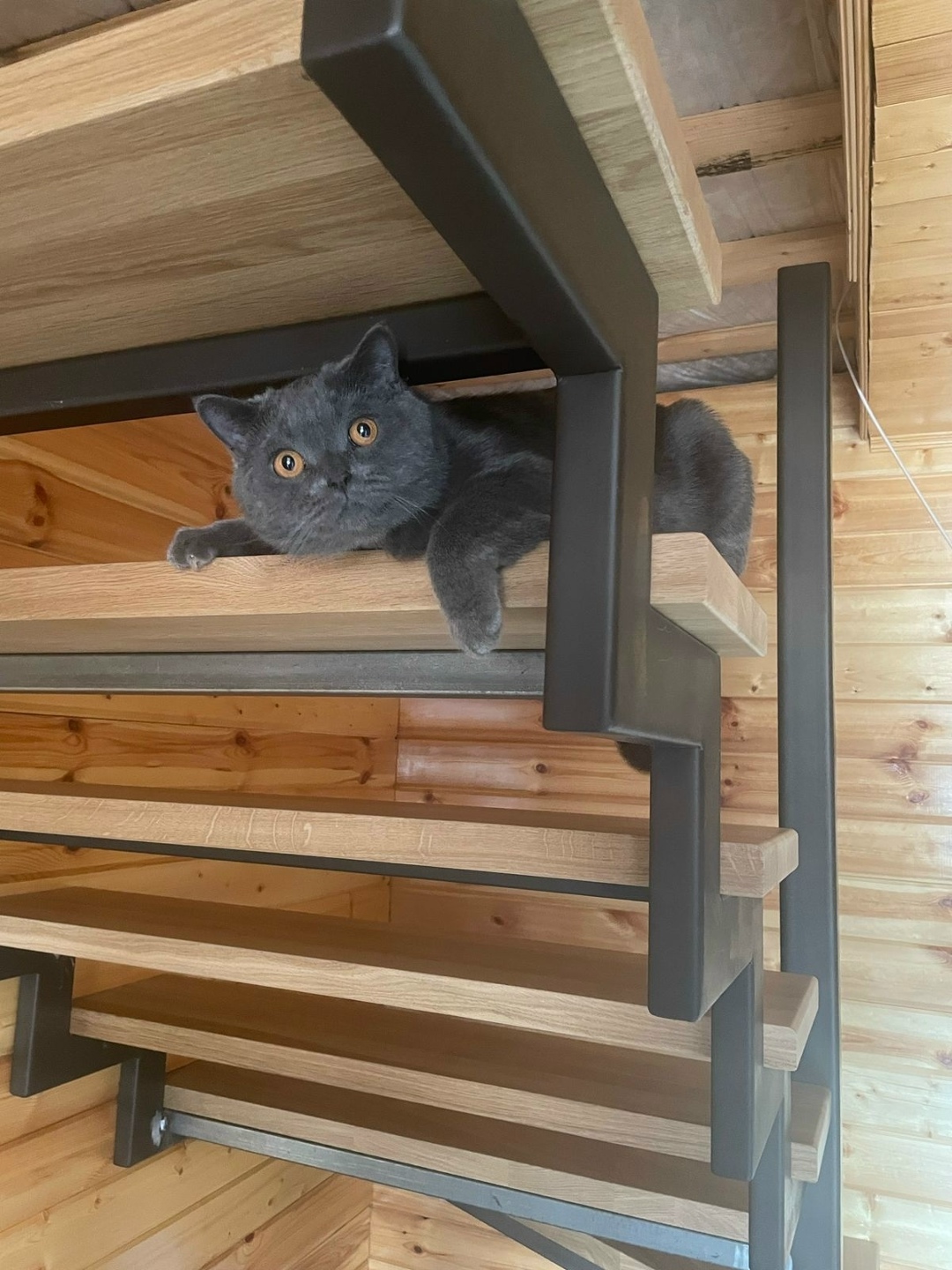 Найдена собака в Смоленске — фото объявления