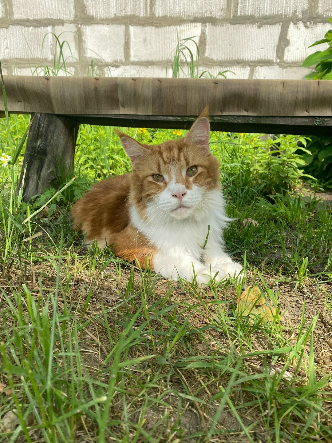 Найдена собака в Смоленске — фото объявления