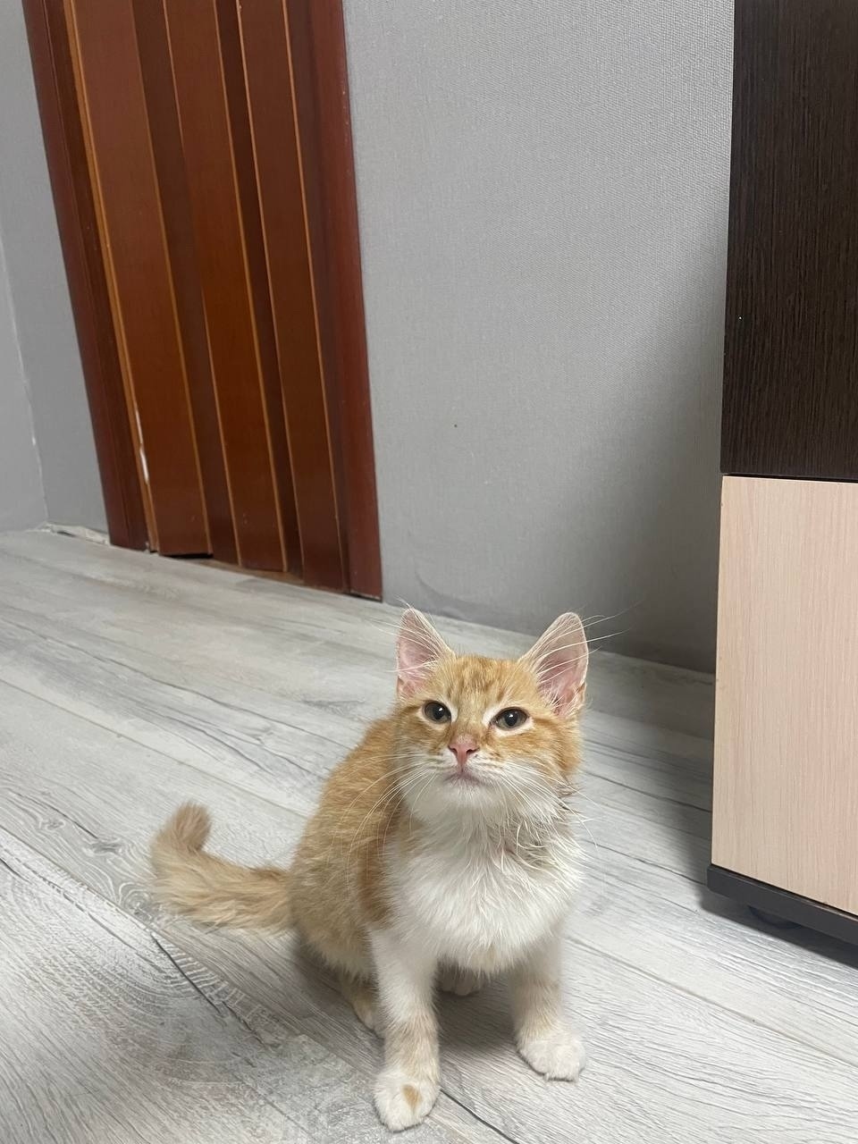 Найдена собака в Смоленске — фото объявления