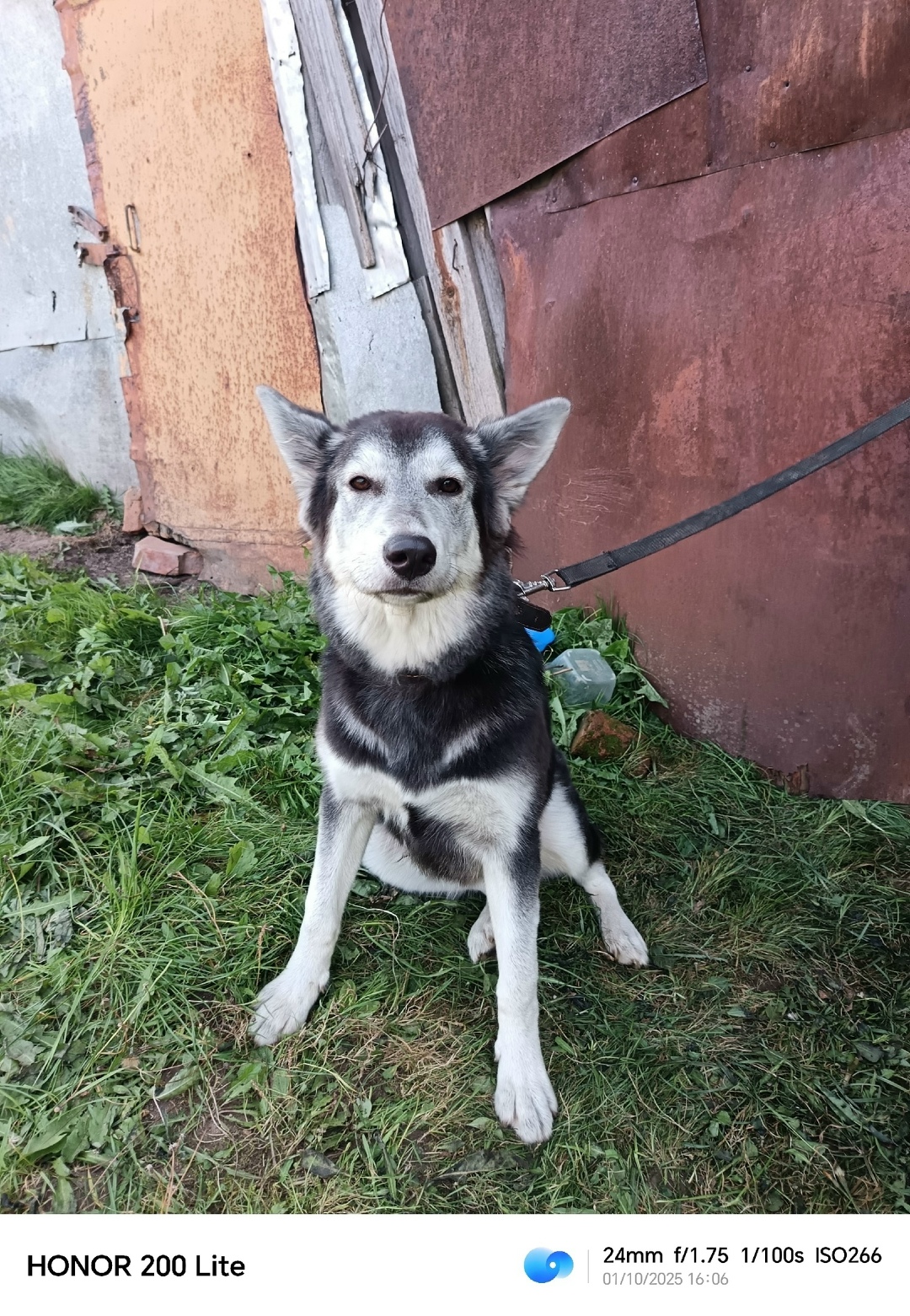 Найдена собака в Смоленске — фото объявления