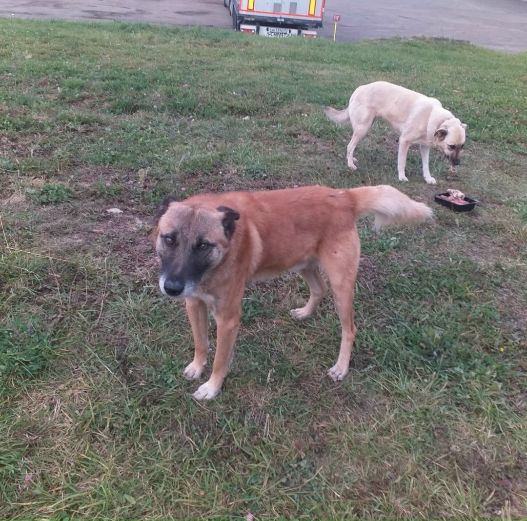 Найдена собака в Смоленске — фото объявления