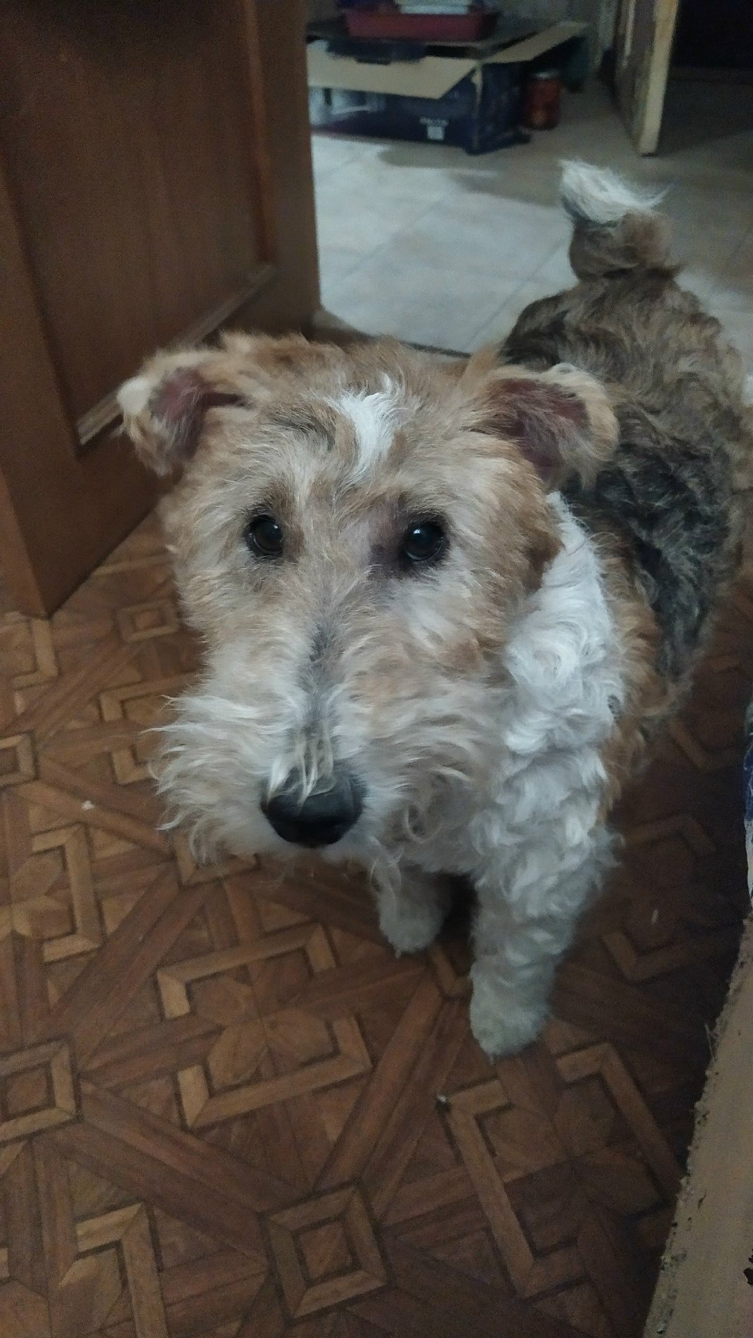 Найдена собака в Смоленске — фото объявления