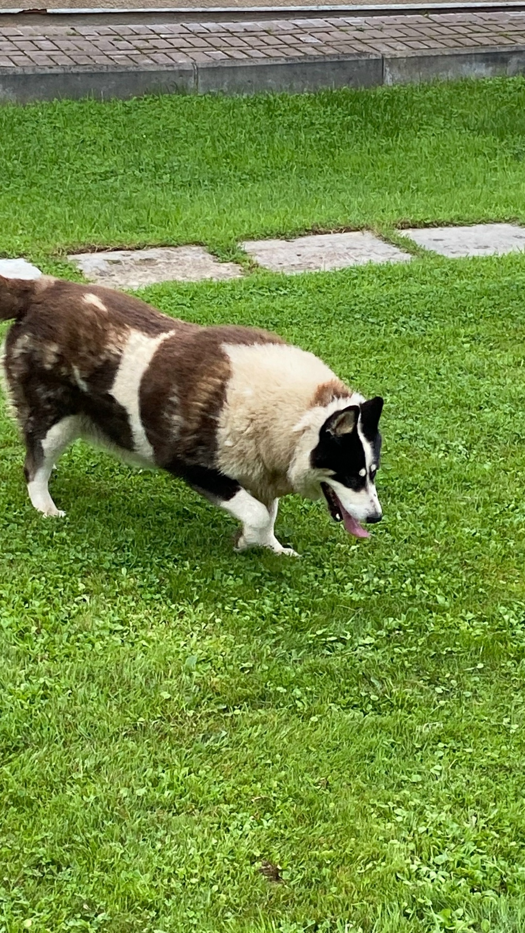 Найдена собака в Смоленске — фото объявления