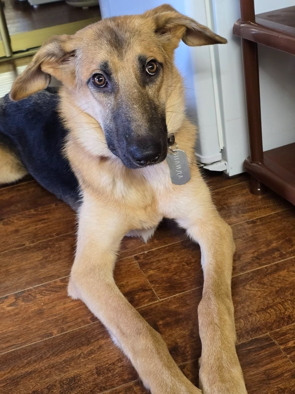 Найдена собака в Подольске — фото объявления