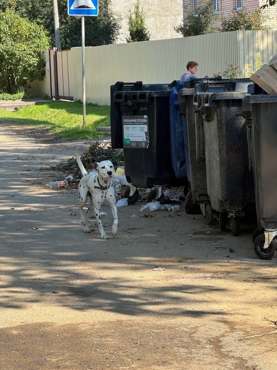 Пропала собака в Подольске — фото объявления