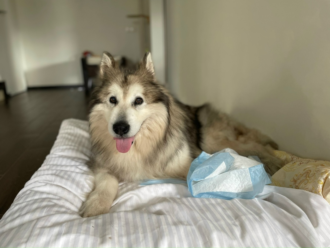 Найдена собака в Подольске — фото объявления