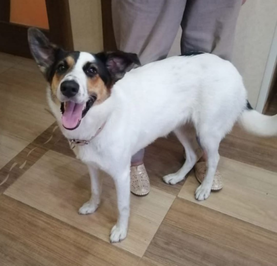 Найдена собака в Подольске — фото объявления