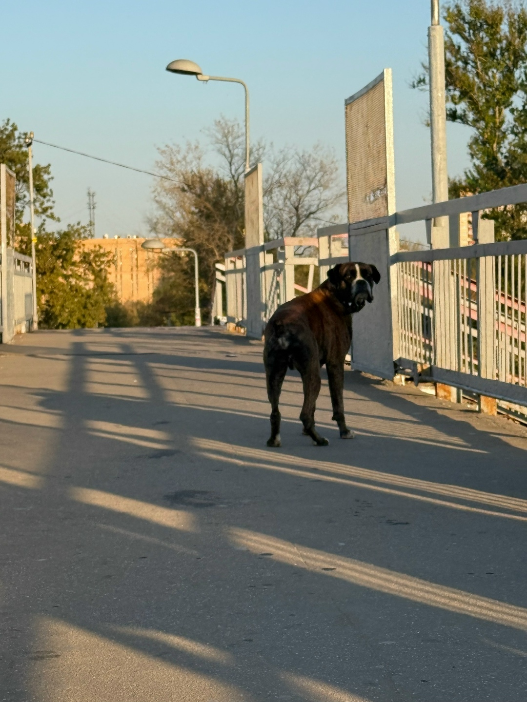 Пропала собака в Подольске — фото объявления