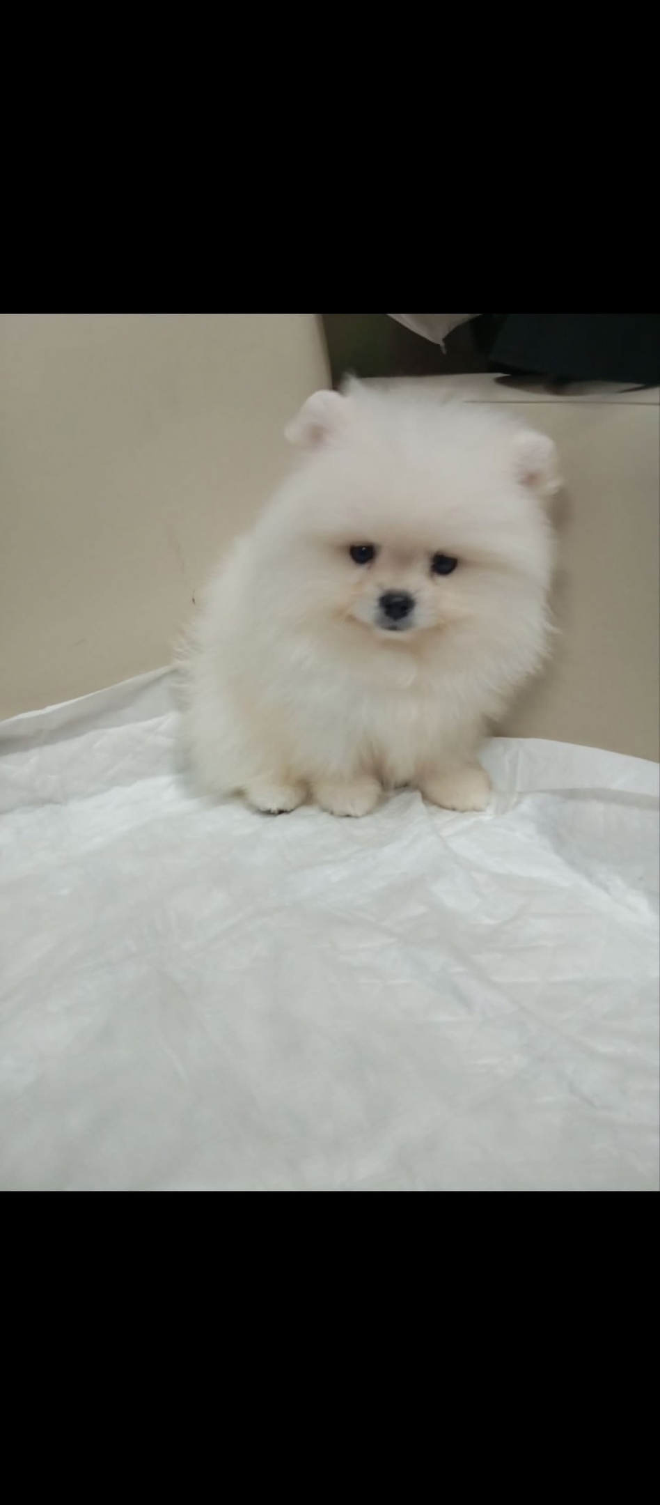 Пропала собака в Подольске — фото объявления