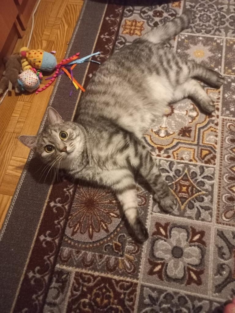 Пропала кошка в Подольске — фото объявления