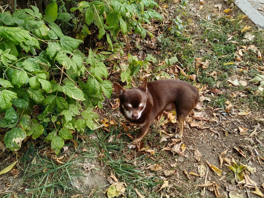 Найдена собака в Подольске — фото объявления
