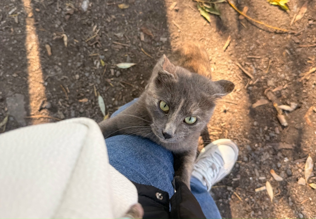 Найдена кошка в Подольске — фото объявления