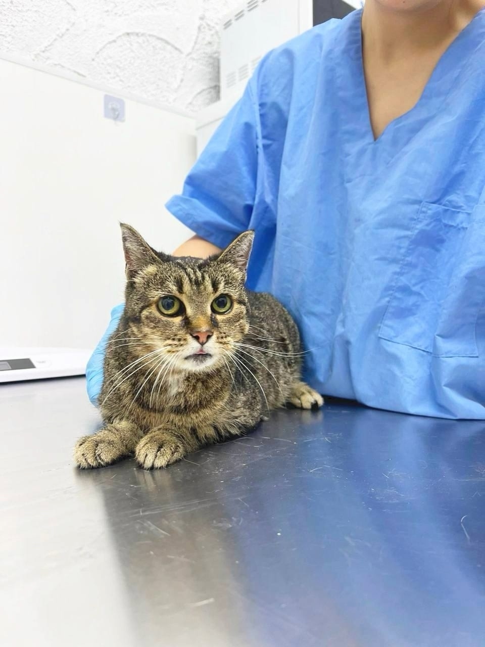 Найдена кошка в Подольске — фото объявления