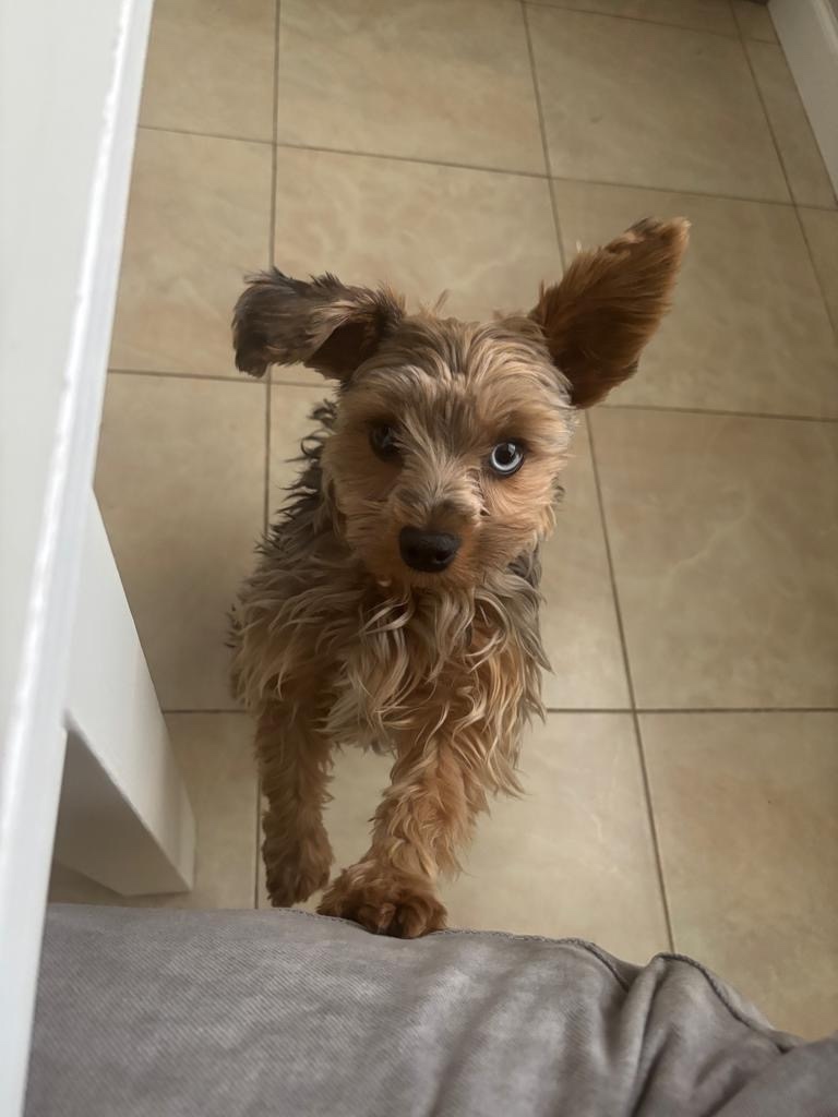 Пропала собака в Подольске — фото объявления