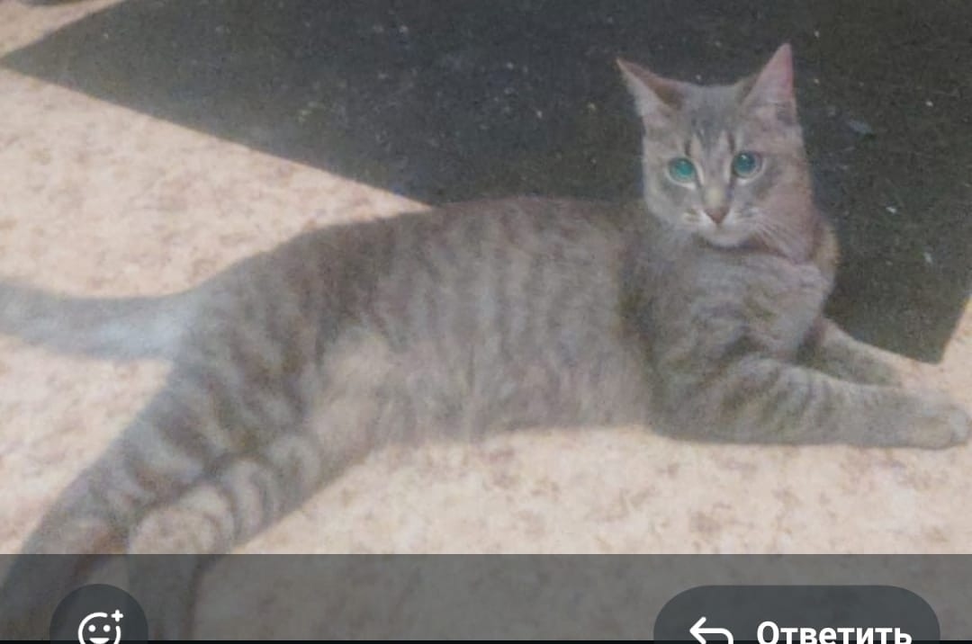 Найдена кошка в Подольске — фото объявления