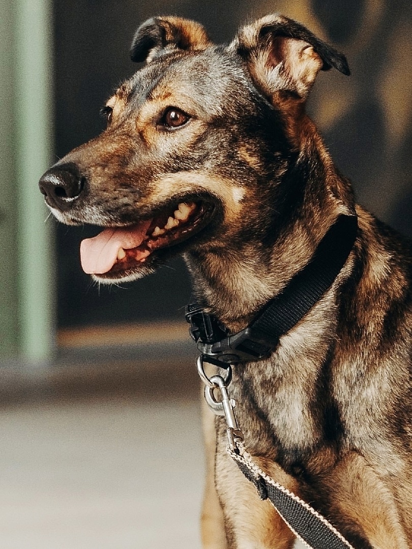 Найдена собака в Подольске — фото объявления