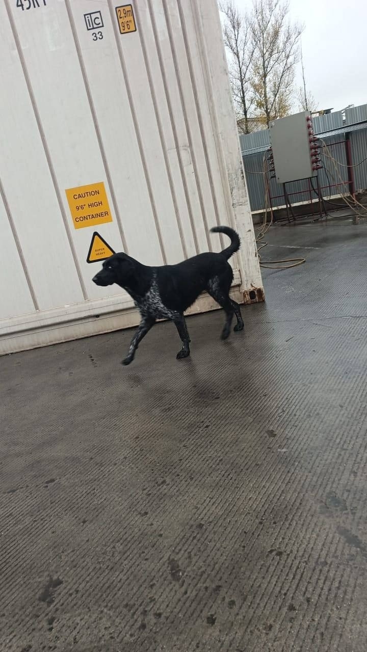 Найдена собака в Подольске — фото объявления