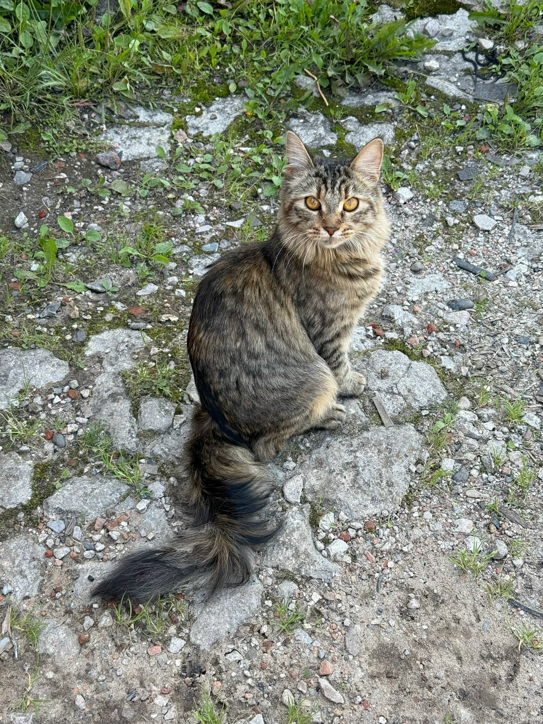 Найдена кошка в Подольске — фото объявления