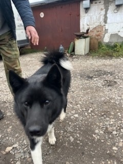 Найдена собака в Подольске — фото объявления