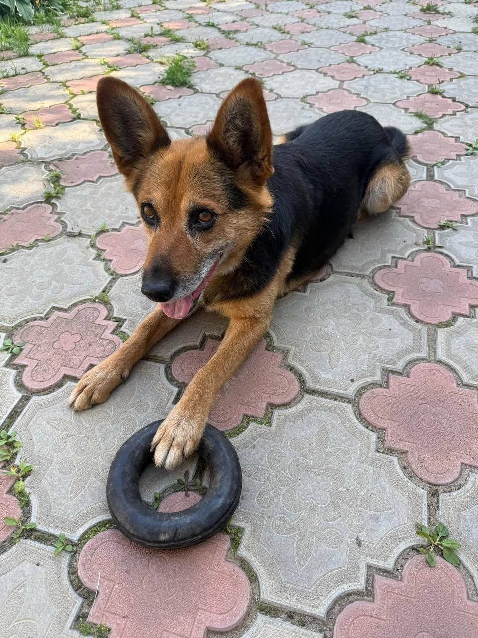 Пропала собака в Подольске — фото объявления