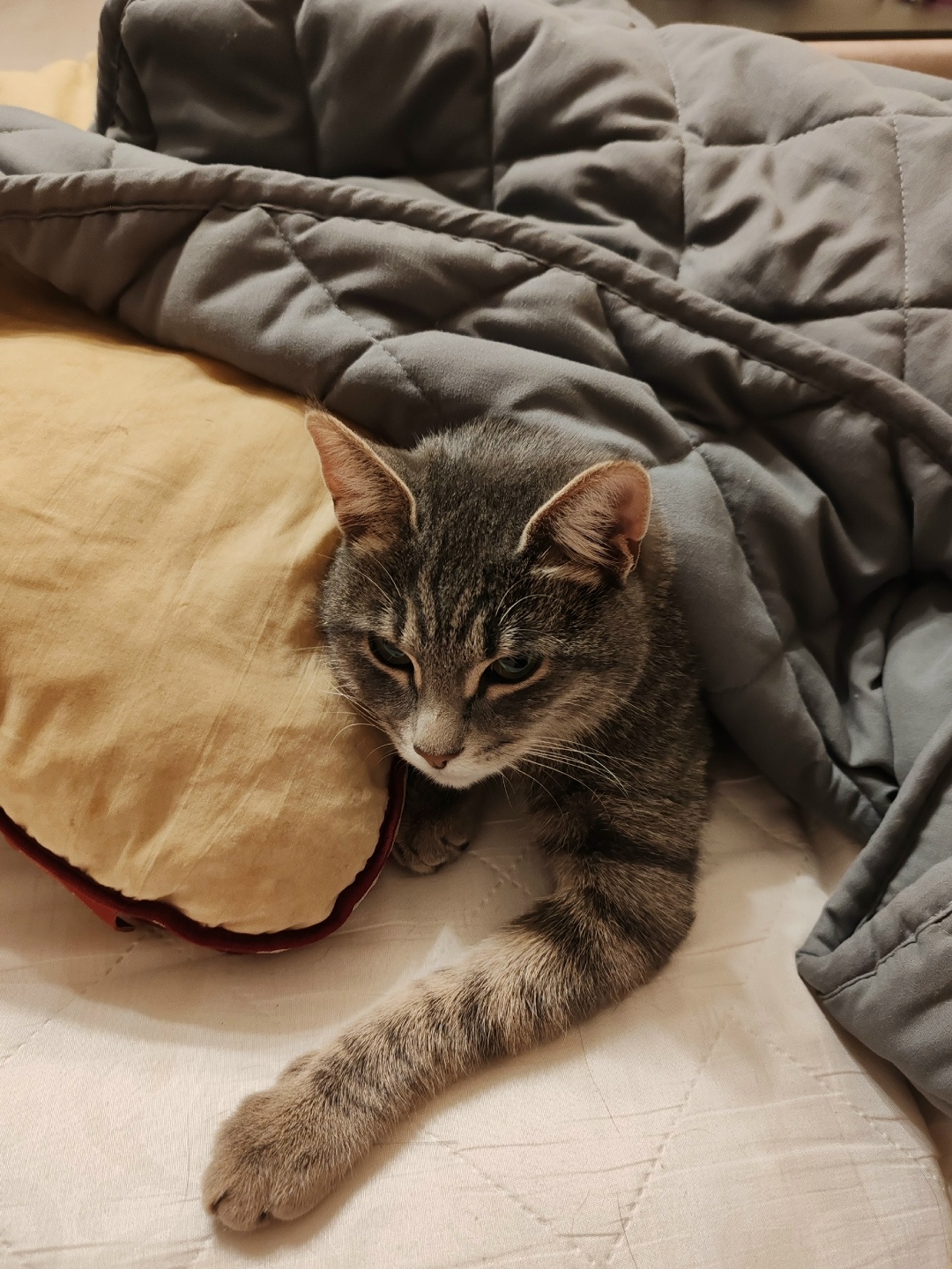 Найдена кошка в Подольске — фото объявления