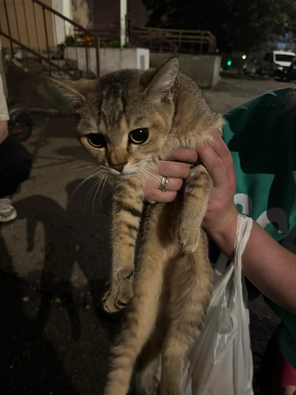 Пропала кошка в Подольске — фото объявления