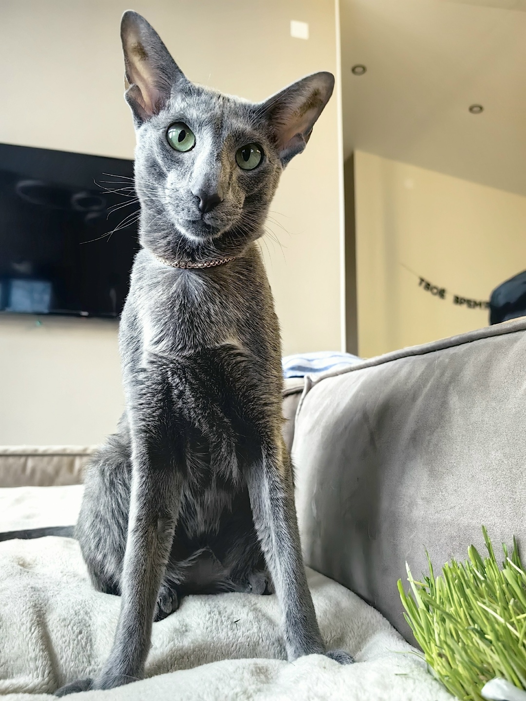 Пропала кошка в Подольске — фото объявления