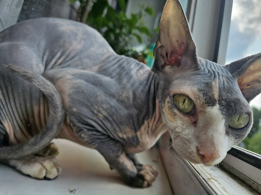 Пропала кошка в Подольске — фото объявления