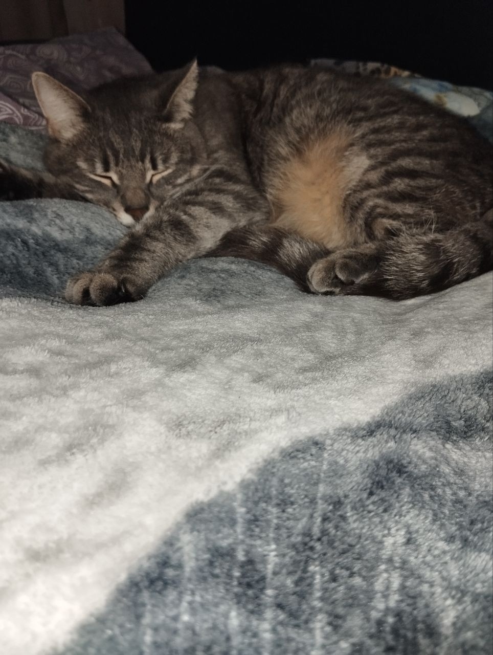 Пропала кошка в Подольске — фото объявления