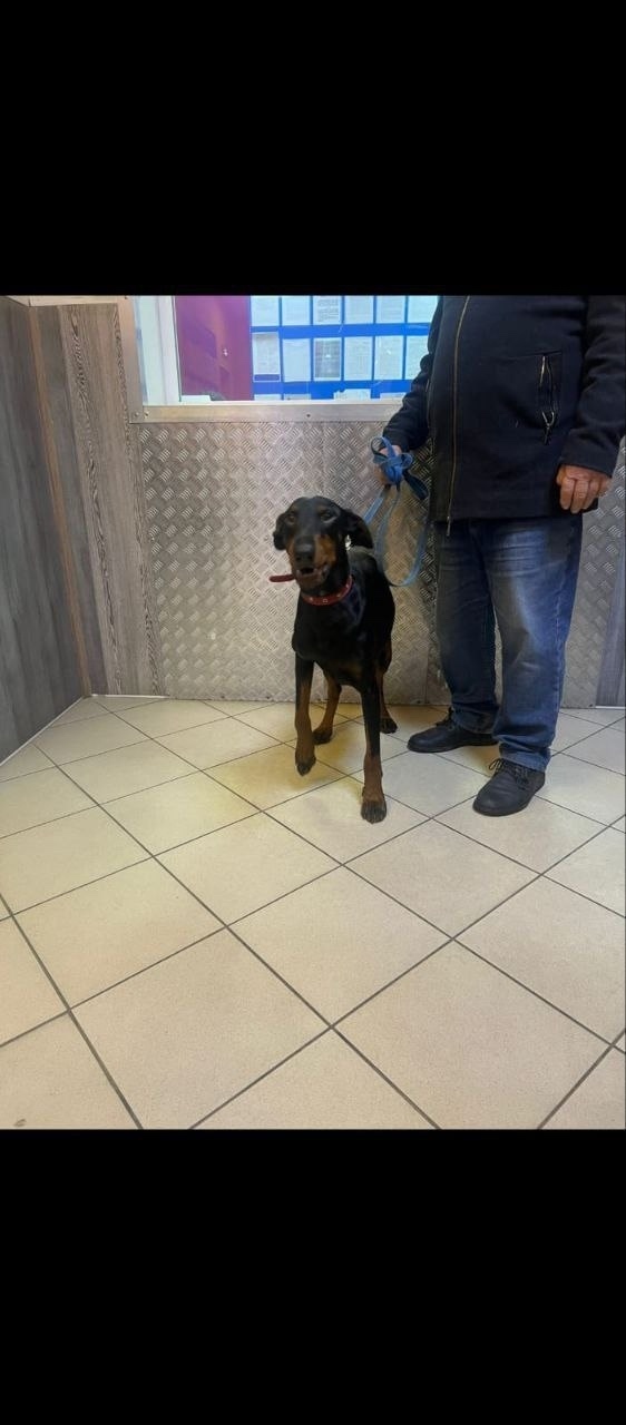 Найдена собака в Подольске — фото объявления