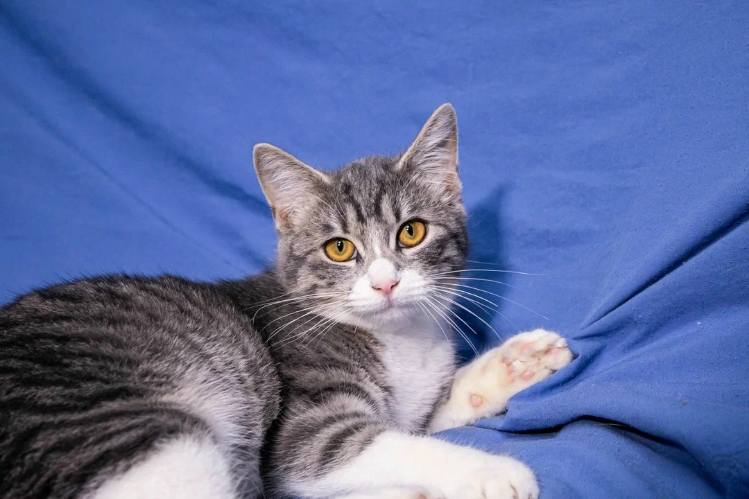 Найдена собака в Подольске — фото объявления