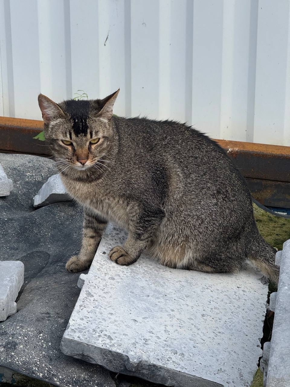 Пропала кошка в Подольске — фото объявления