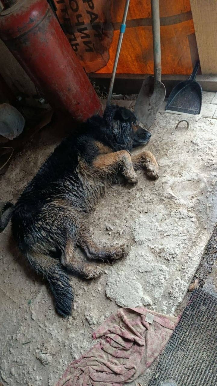 Пропала собака в Подольске — фото объявления
