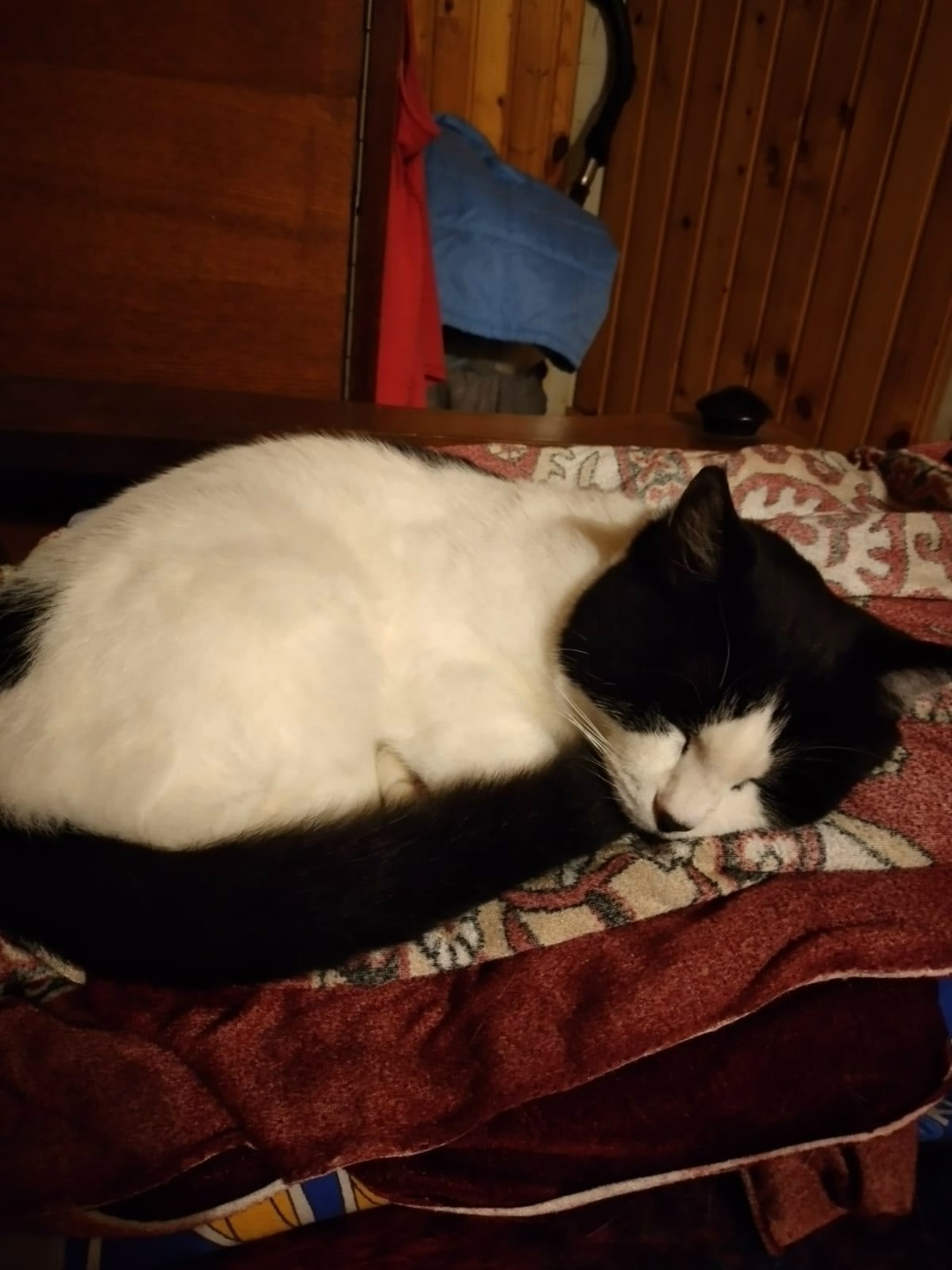 Пропала кошка в Подольске — фото объявления