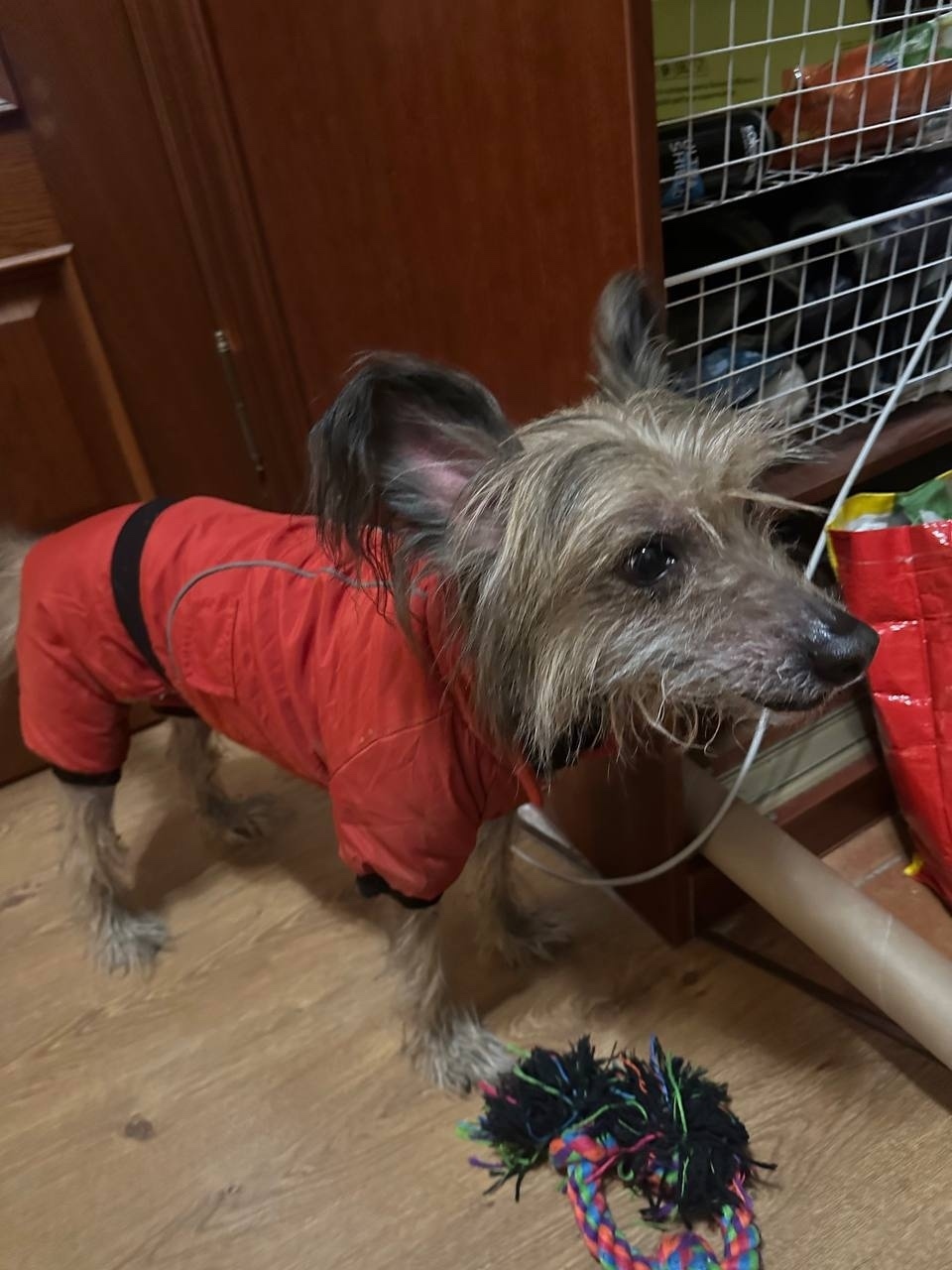 Найдена собака в Подольске — фото объявления