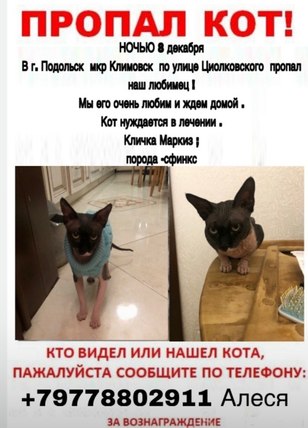 Пропала кошка в Подольске — фото объявления