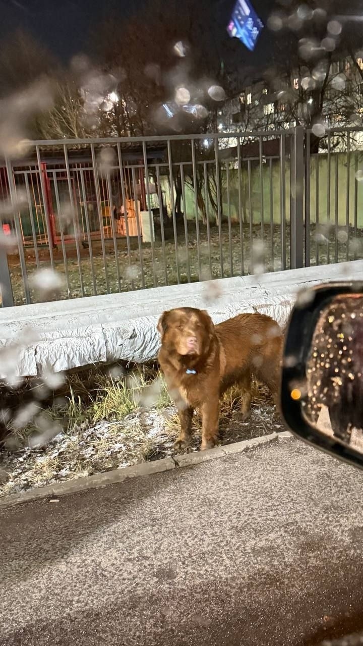 Найдена собака в Подольске — фото объявления