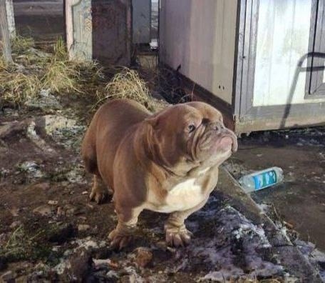 Найдена собака в Подольске — фото объявления