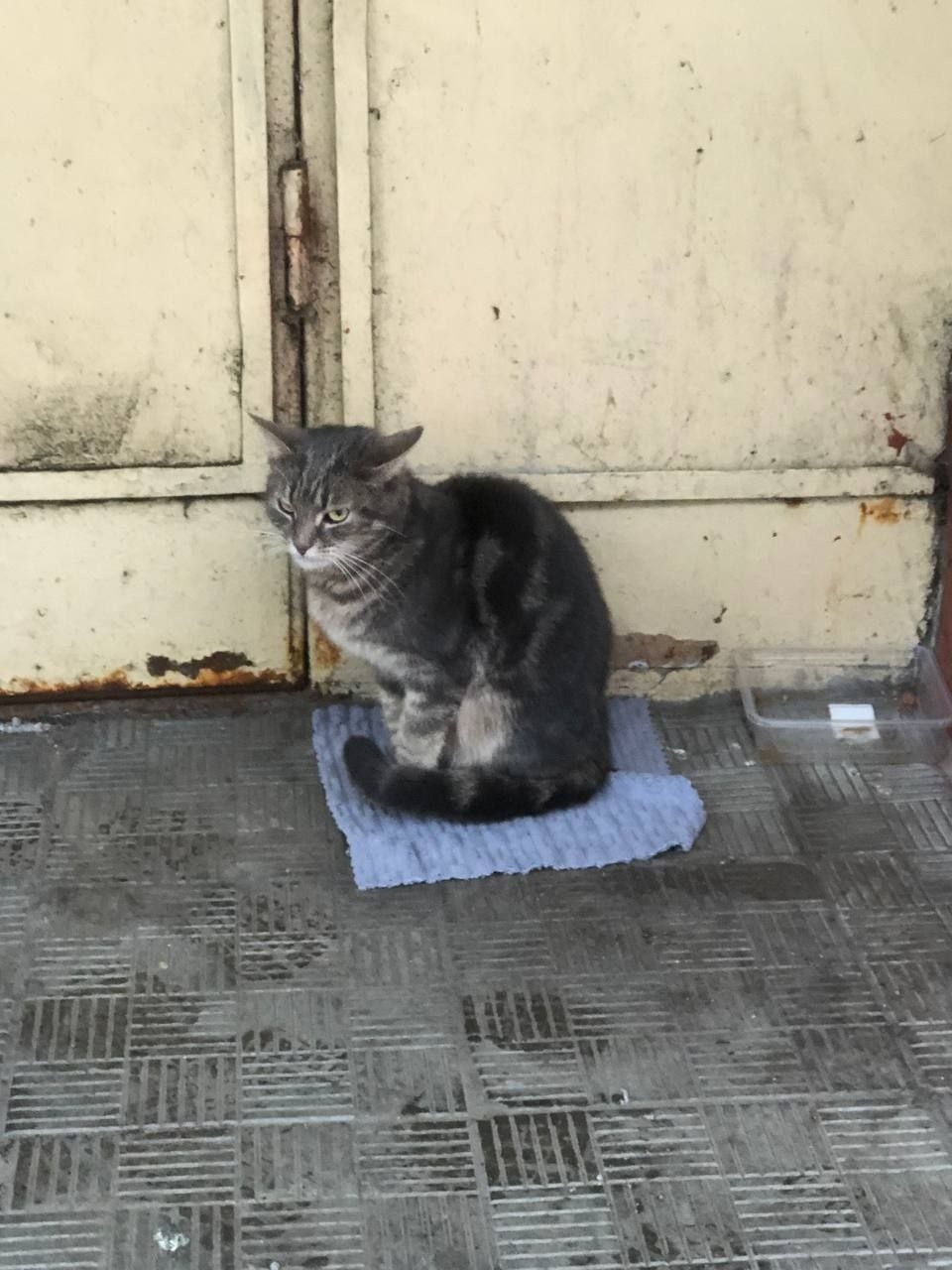 Пропала кошка в Подольске — фото объявления