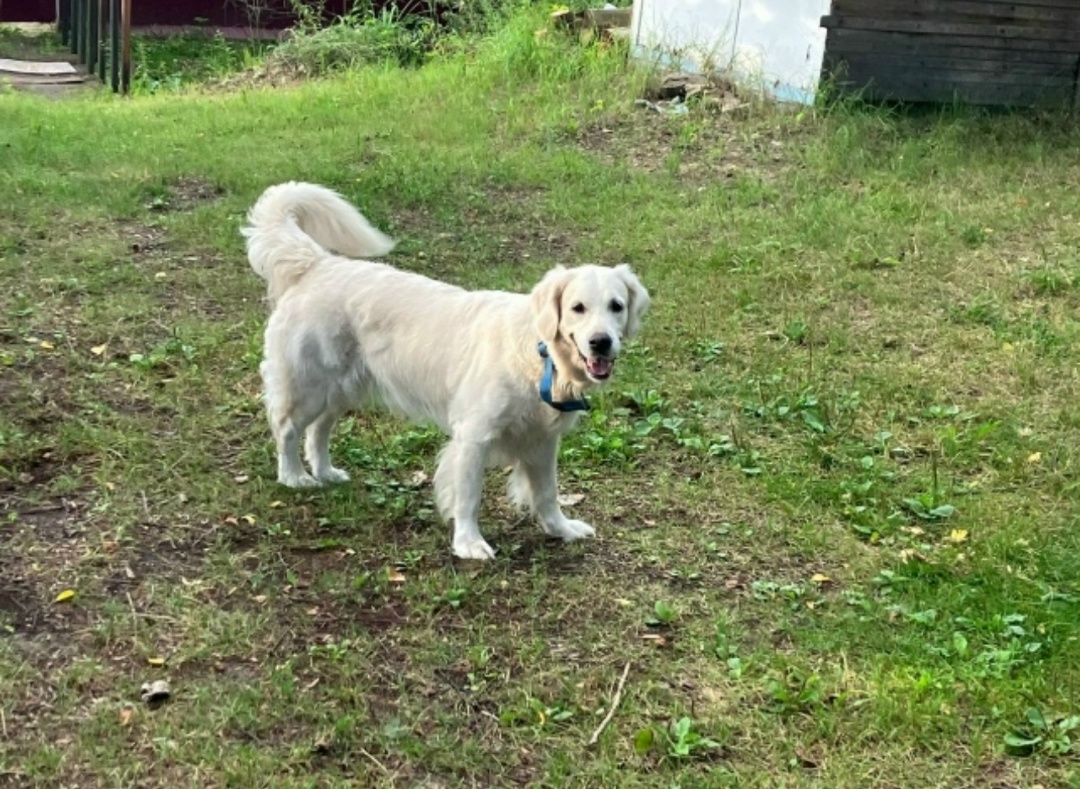 Пропала собака в Подольске — фото объявления