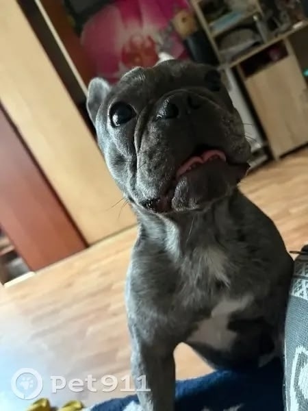 Пропала собака в Подольске — фото объявления